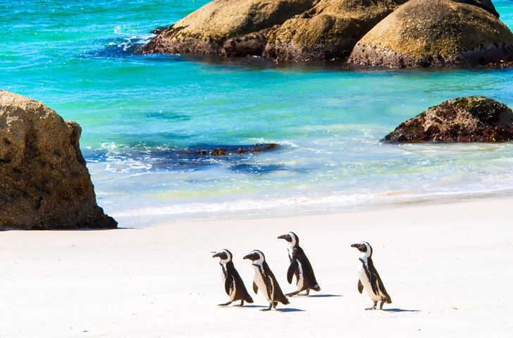 sydafrika - cape town_boulders beach_pingvin_03_HF