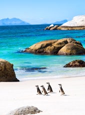 sydafrika - cape town_boulders beach_pingvin_03_HF