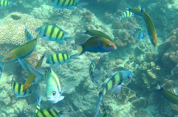 thailand - krabi udflugt sejltur_03