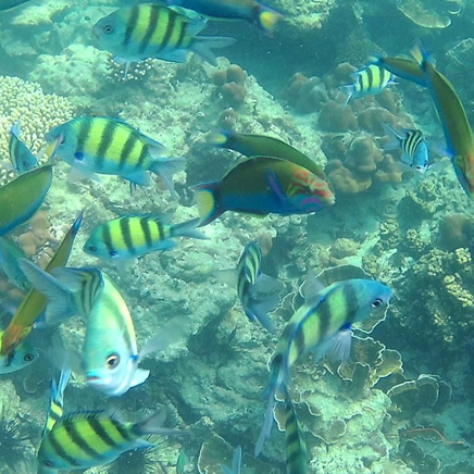 thailand - krabi udflugt sejltur_03