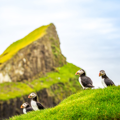 5 Lunder på færøerne