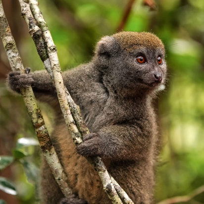 Eastern Lesser Bamboo Lemur Grå Hapa Lemur