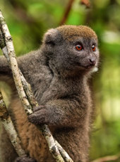 Eastern Lesser Bamboo Lemur Grå Hapa Lemur