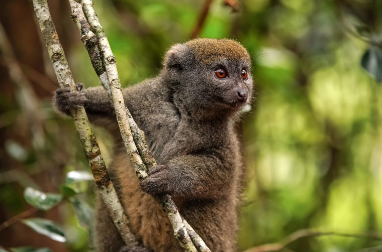 Eastern Lesser Bamboo Lemur Grå Hapa Lemur