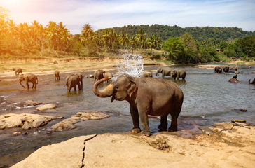 Yala National Park Elefant 04