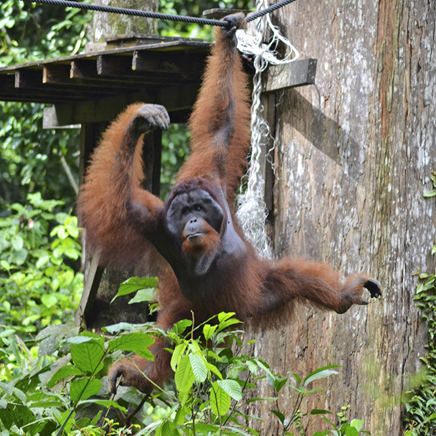 borneo rainforest lodge_canopy tur_03