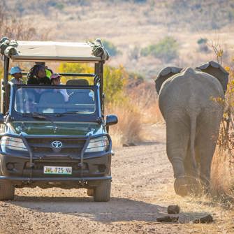 Safari Elefant