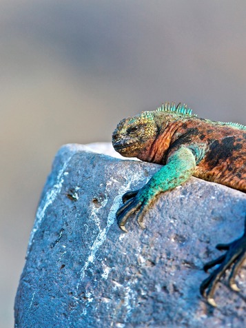 galapagos_leguan_21