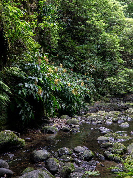 sao miguel_natur_01