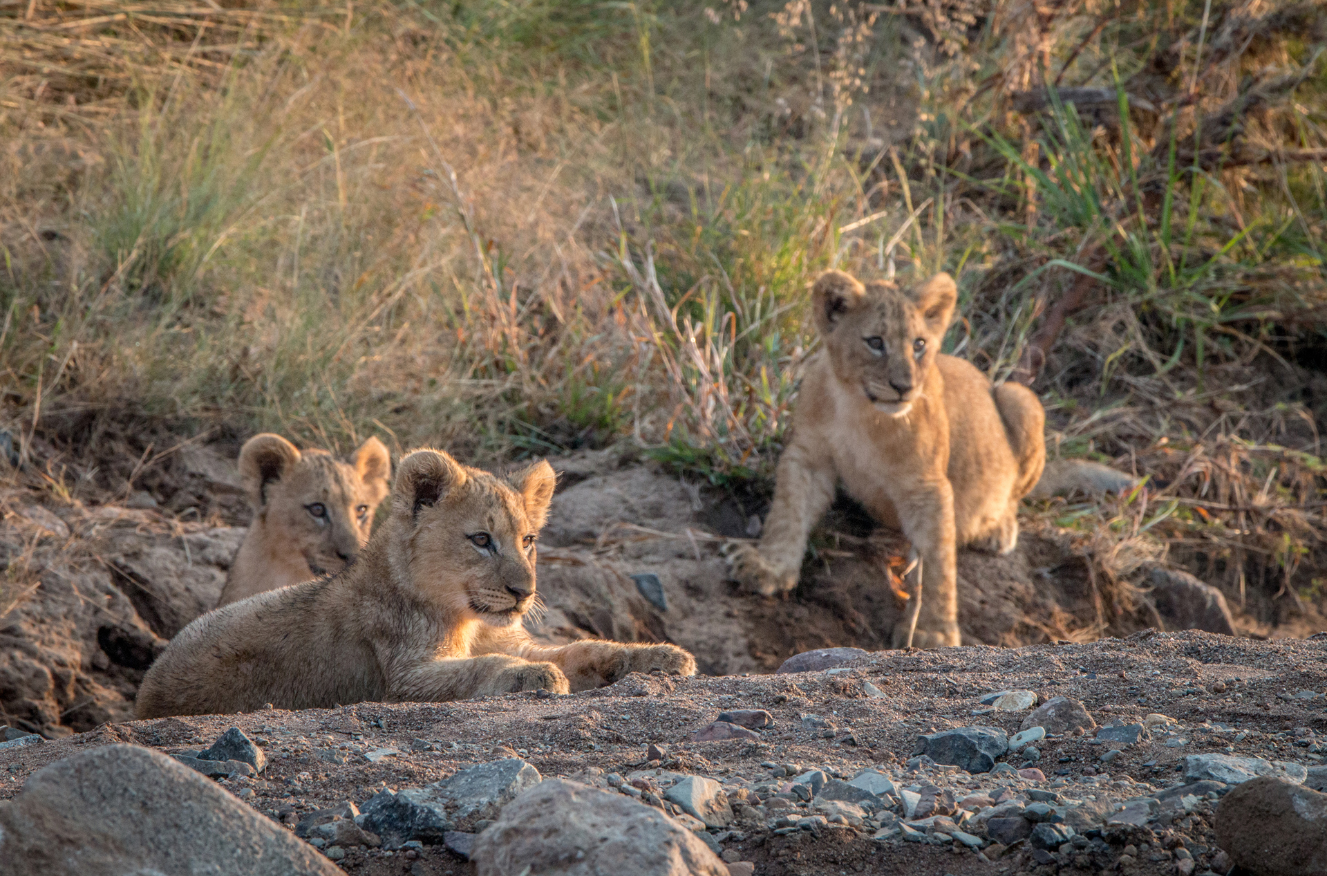 sydafrika - sydafrika_pilanesberg_loeve_02