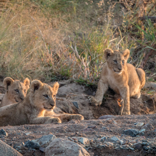 sydafrika - sydafrika_pilanesberg_loeve_02