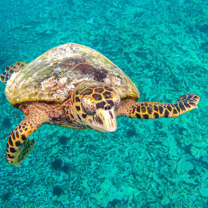 seychellerne - saint pierre island_skildpadde_01