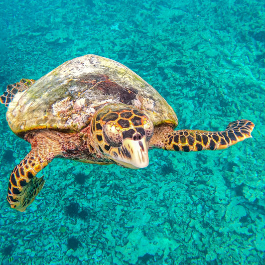 seychellerne - saint pierre island_skildpadde_01