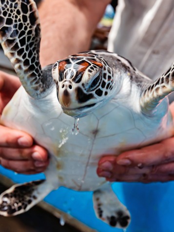 I vil også besøge et havskildpaddecenter