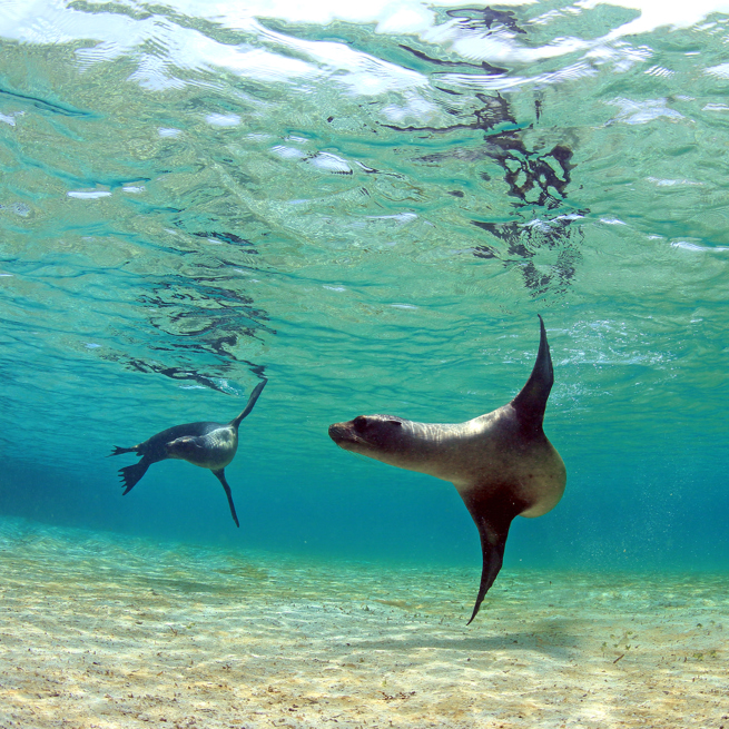 galapagos_soeloeve_strand_hav_03