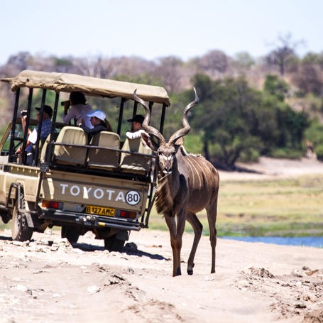 sydafrika - chobe nationalpark_dyr_01