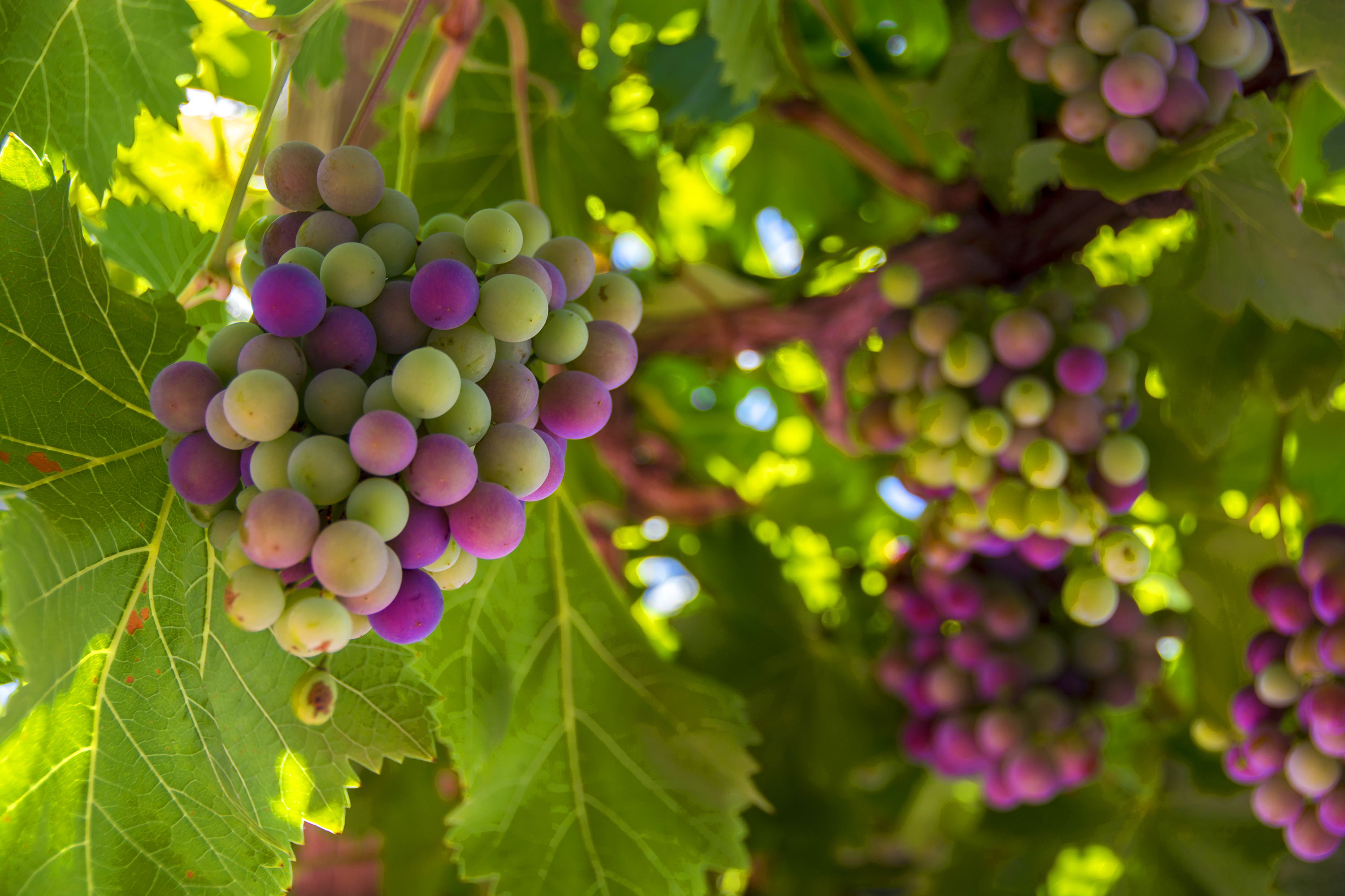 argentina - vingaard_druer_01