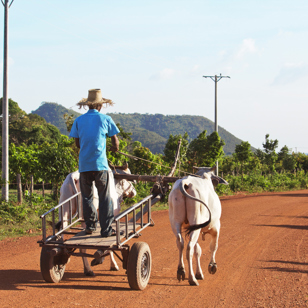 colombia - cambodia_befolkning_mand_okse_01