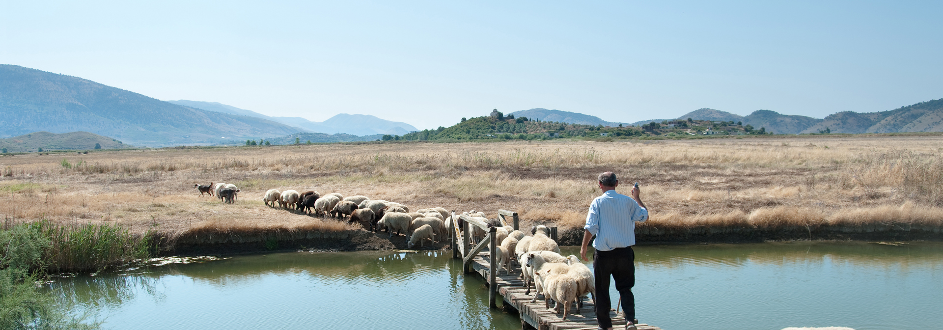 Albania Butrint Shepherd Sheep Bridge