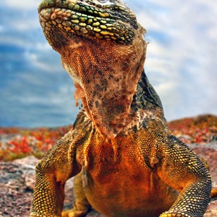 galapagos_leguan_07