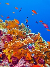 marine liv_indiske hav_fisk_koraller_01