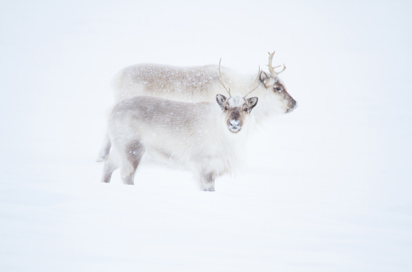 norge - Svalbard_rensdyr01