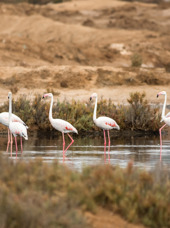 algarve_Ria Formosa_02