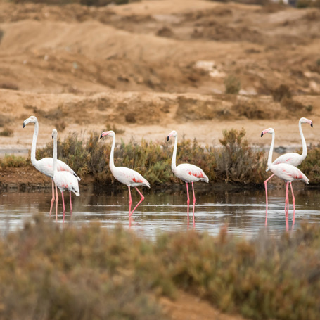 algarve_Ria Formosa_02
