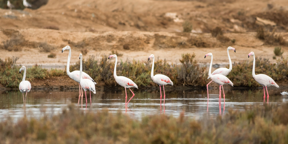 algarve_Ria Formosa_02