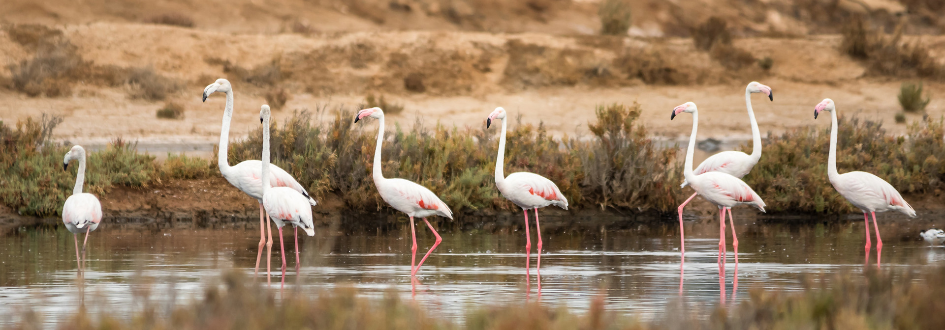 algarve_Ria Formosa_02