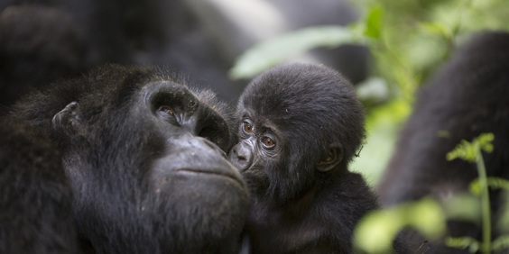 Uganda Primate Matoke Tours 3 Dmc