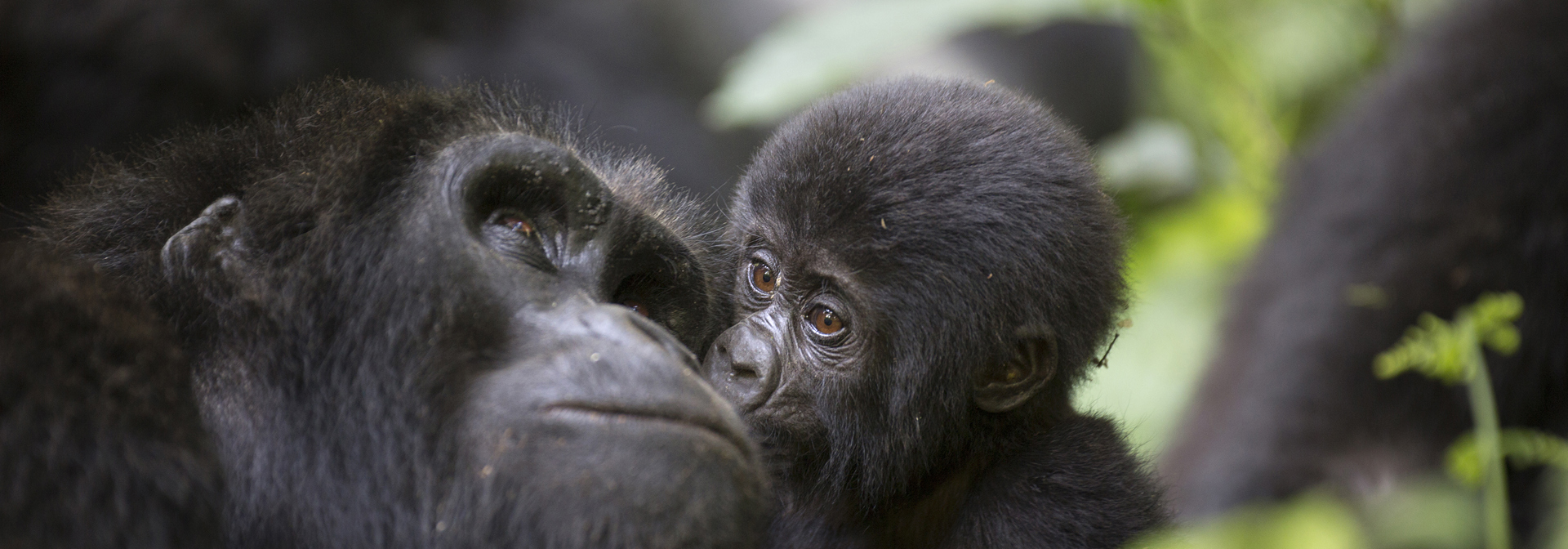 Uganda Primate Matoke Tours 3 Dmc