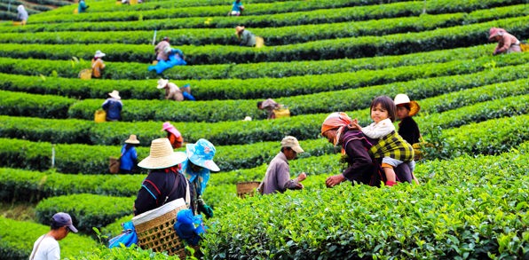 thailand - chiang rai_plantage_03