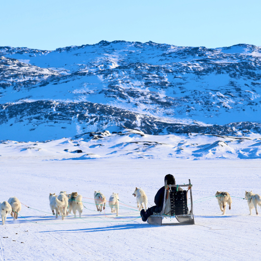 ... og oplevelser som slædehundekørsel.