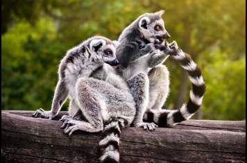lemur ringtailed_andasibe mantadia national park_05