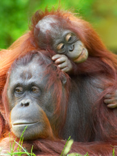 sepilok_borneo_orangutang_mor_baby_03