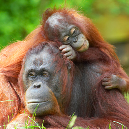 sepilok_borneo_orangutang_mor_baby_03