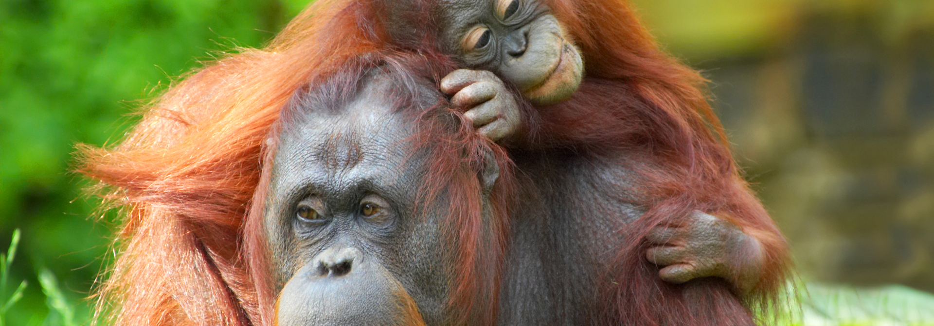sepilok_borneo_orangutang_mor_baby_03