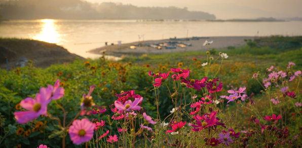 Chiang Khong Mekong Floden Blomster 709095214