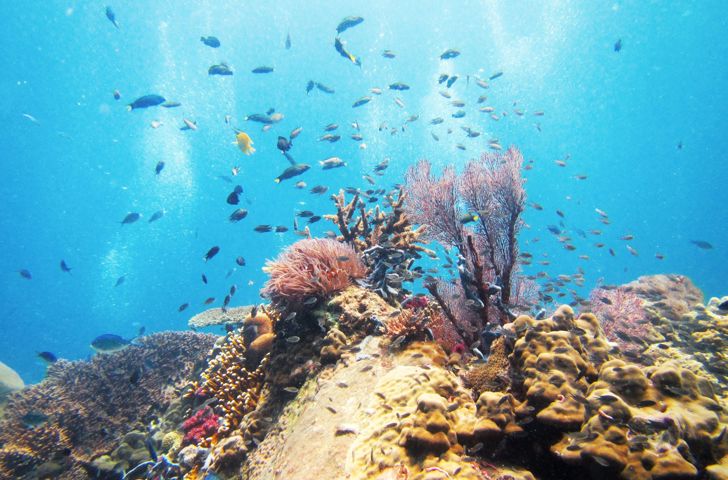 Tioman Island Koralrev 2161211155