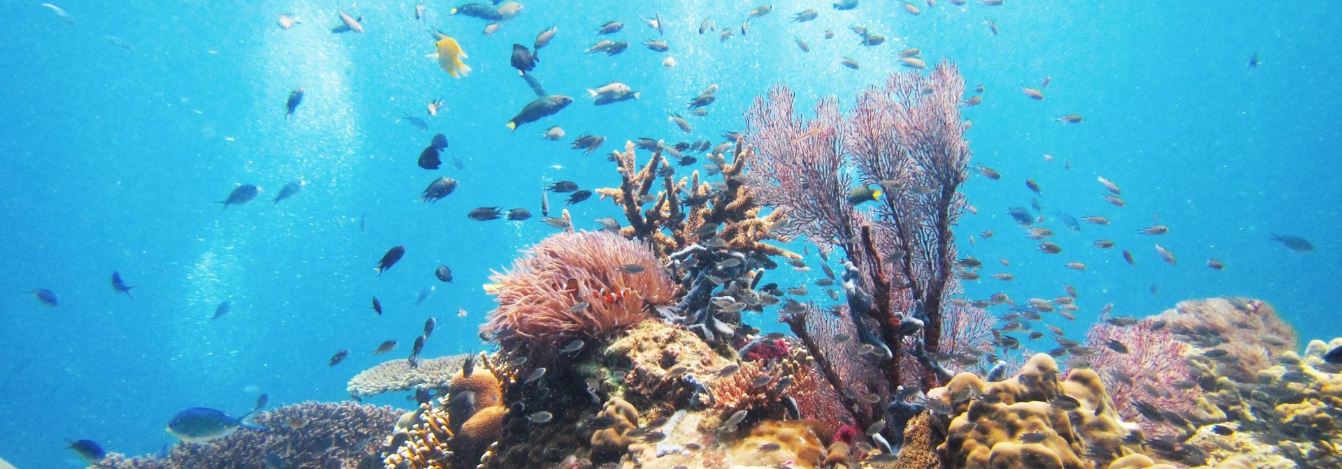 Tioman Island Koralrev 2161211155