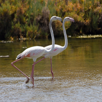 Algarve Ria Formosa 03 Shutterstock 2356016293