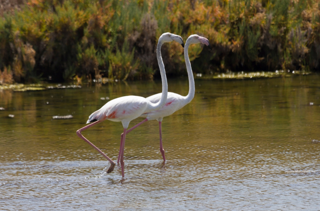 Algarve Ria Formosa 03 Shutterstock 2356016293