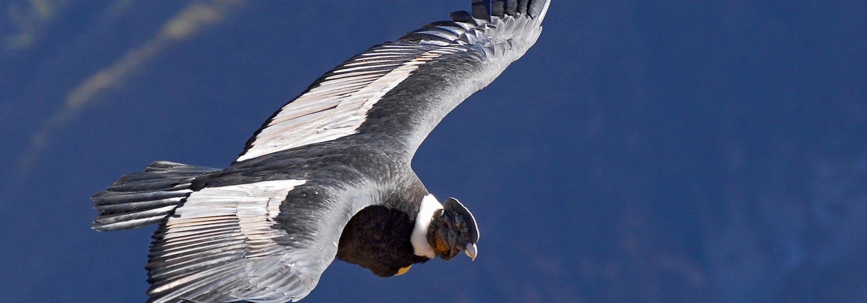 peru - colca canyon_kondor fugl_04