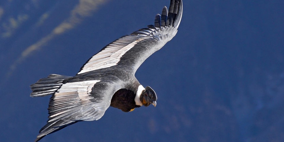 peru - colca canyon_kondor fugl_04