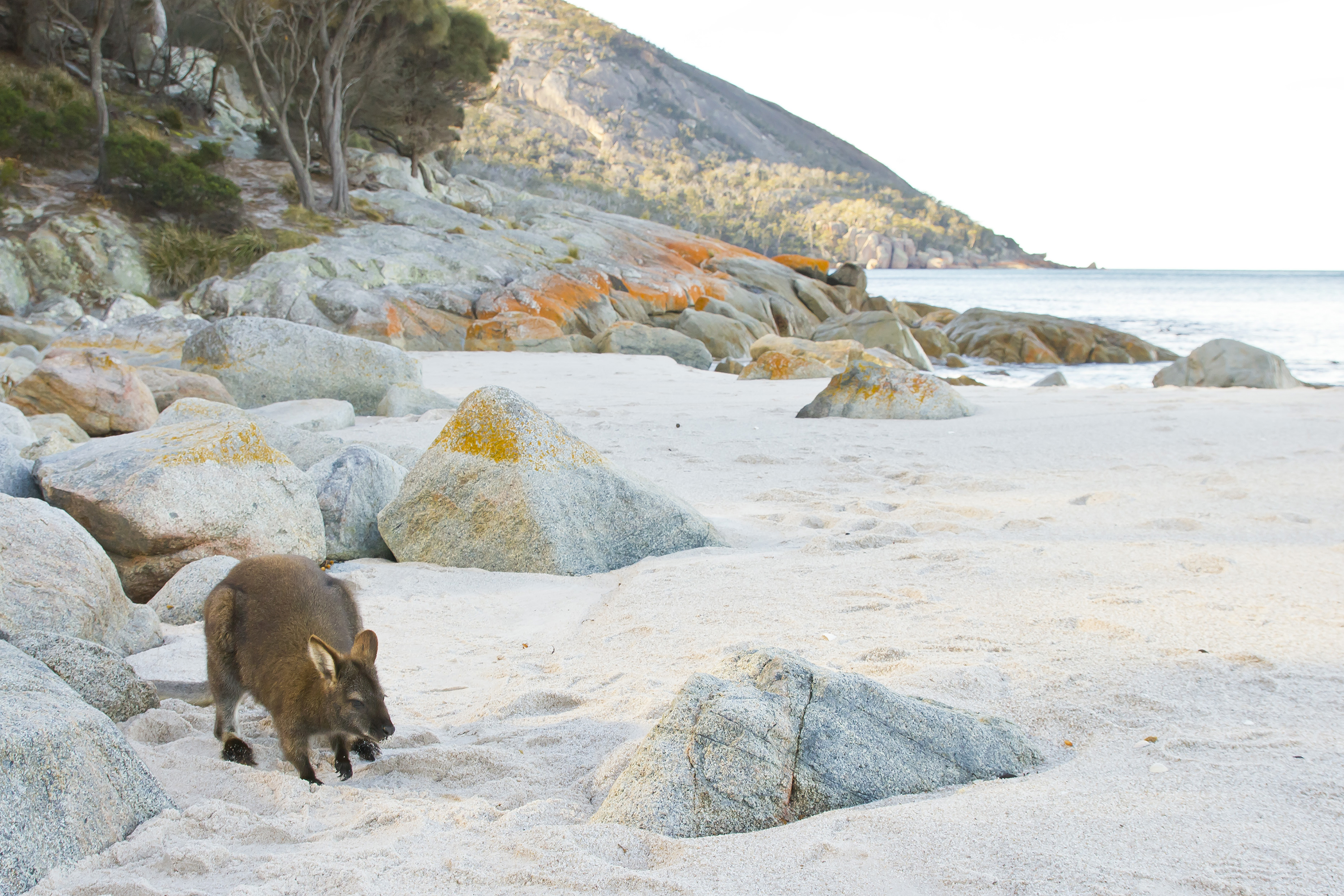 Australien Tasmanien Freycinet Halvoeen Necked Wallaby Wineglass Bay Beach 459589283