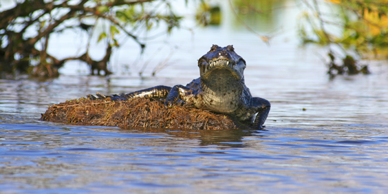 usa - florida_everglades_aligator_04