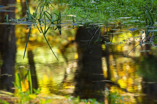 Seinen Plante Refleksion I Vand 2740727911