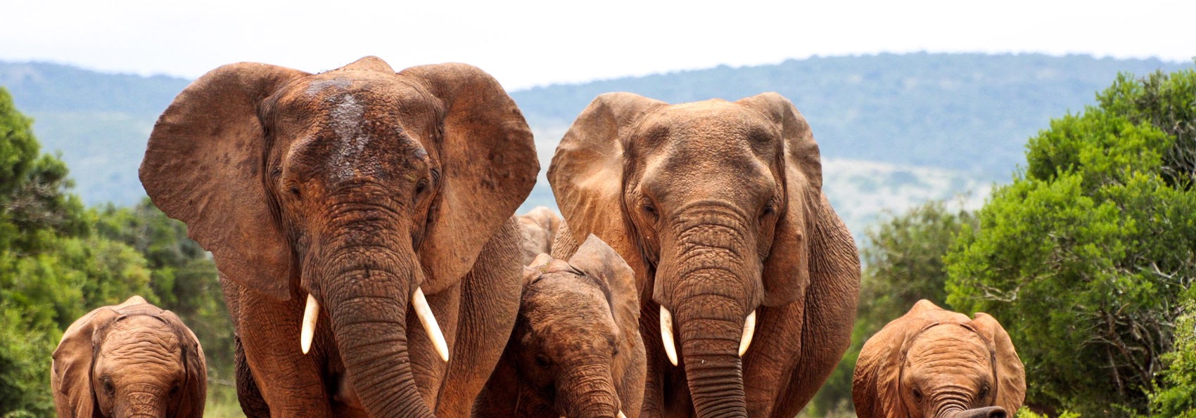 sydafrika - elephant national park_elefant_01