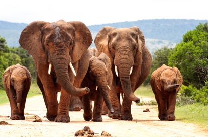 sydafrika - elephant national park_elefant_01